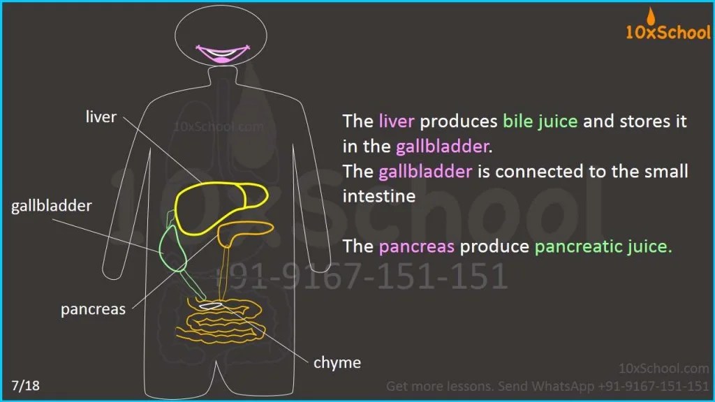 What happens when you eat an apple? Learn about digestive system. A…