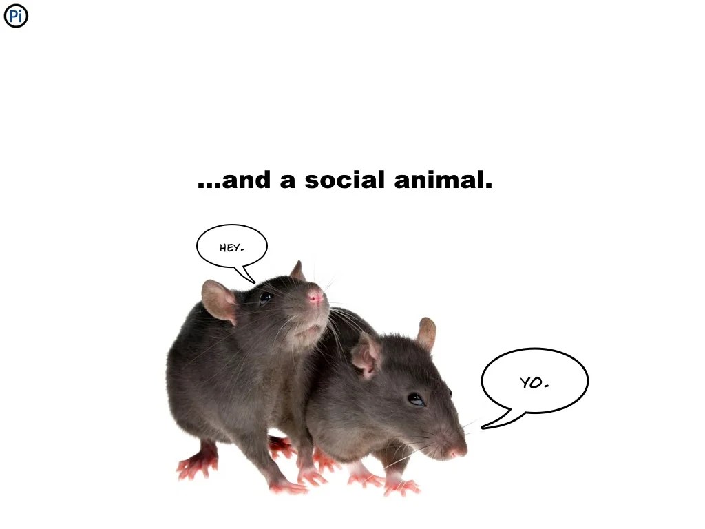 ...and a social animal. hey.