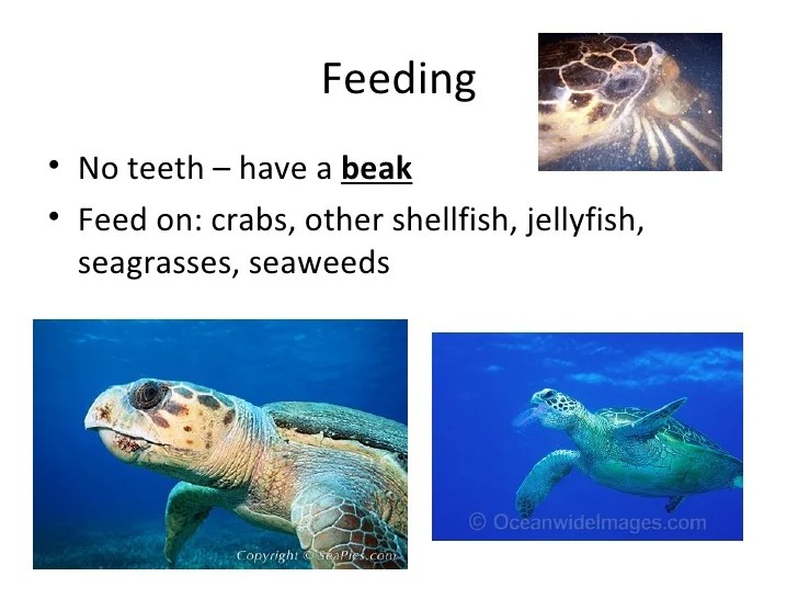Sea turtles powerpoint