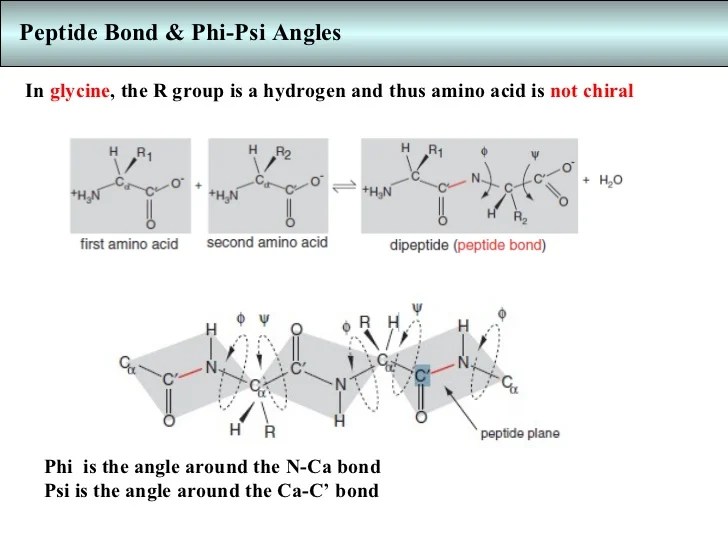 Secondary structural elements & ramachandran plot