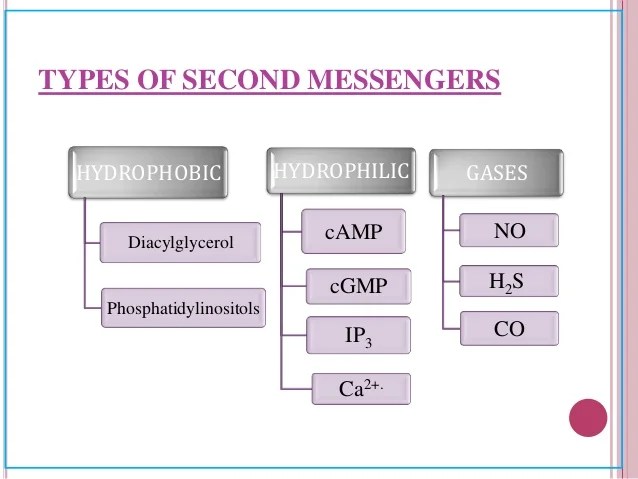 Second messenger system