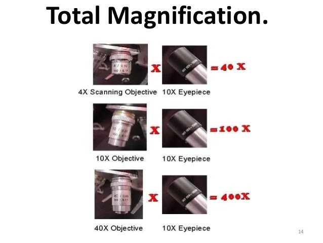 compound microscope (basic)