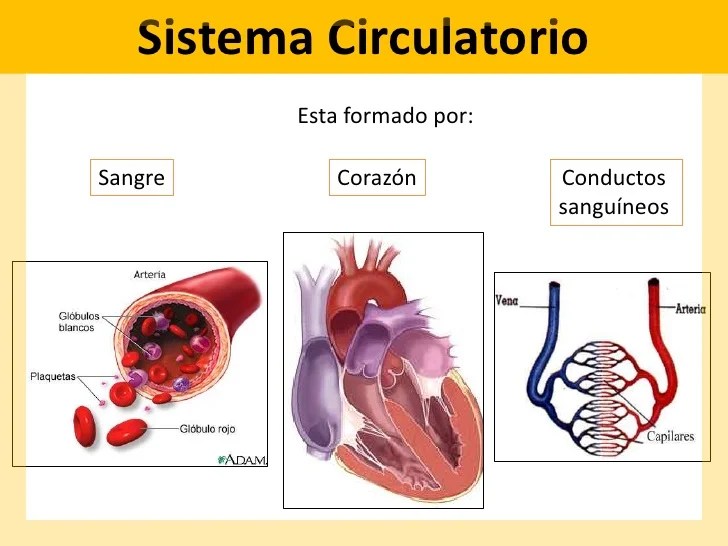 Sistema circulatorio