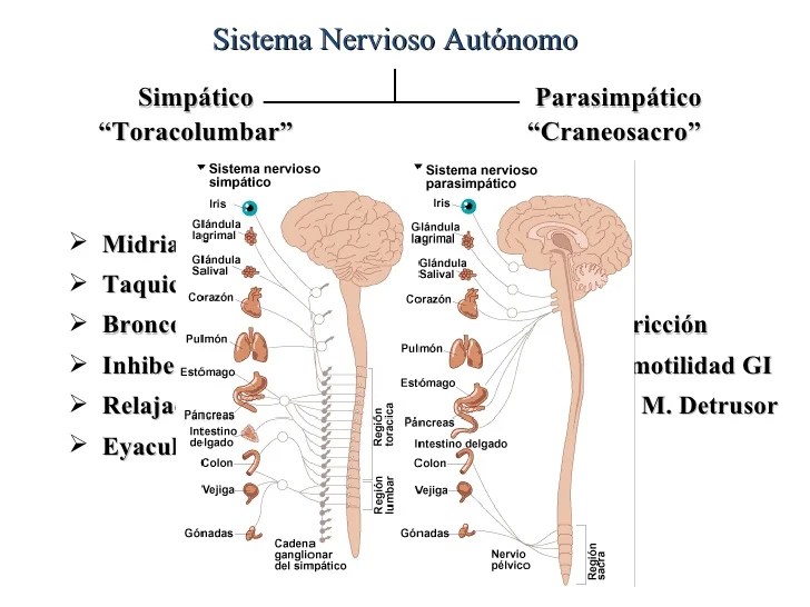 Sistema nervioso