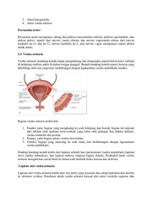 Sistem perkemihan