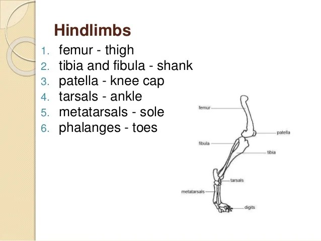 Skeletal system