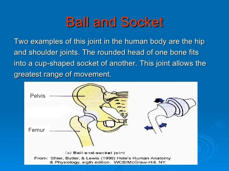 Give Two Example Of Ball And Socket Joint Ball Poster