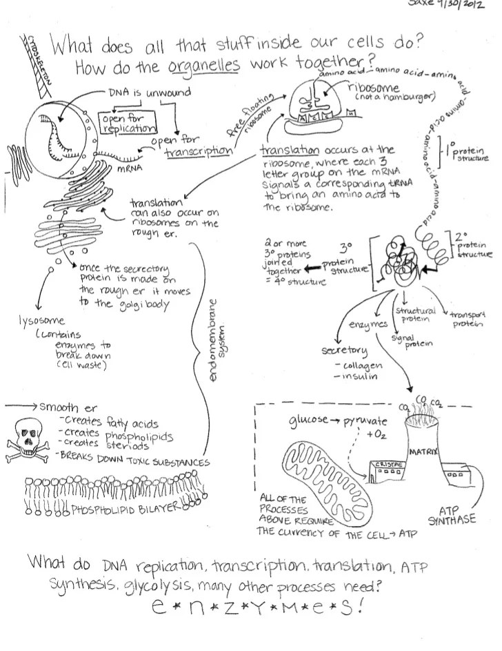 Chapter 7 Cell Structure And Function Concept Map Answer Key Cell Function Concept Map