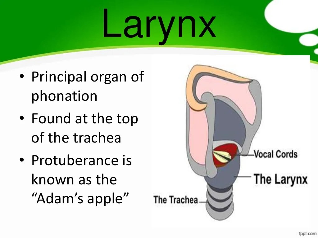 Speech mechanism