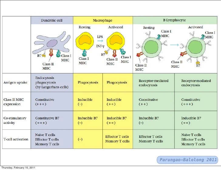 T cells and b-cells