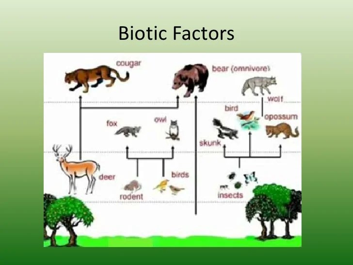 Temperate Forest Power Point V2