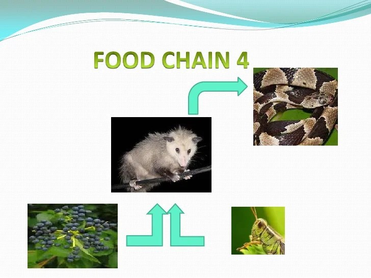 deciduous forest challenge answers