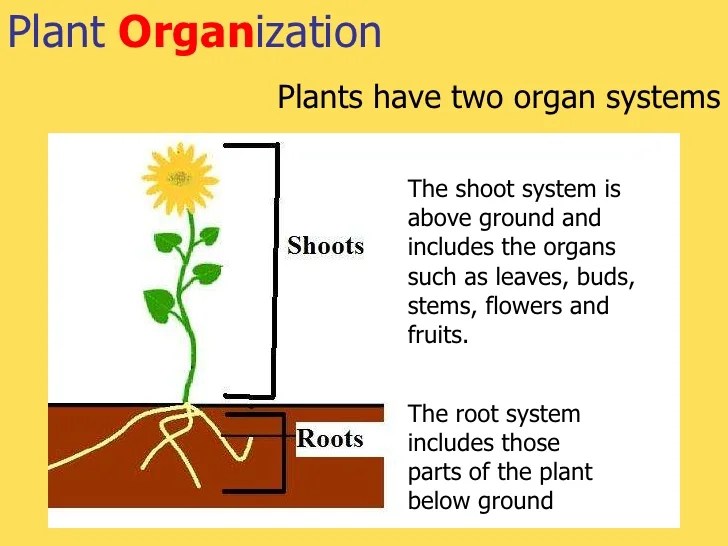 Tissues organs and systems in plants r1