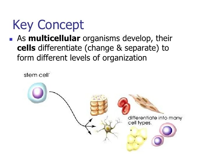 Why Do Complex Organisms Need Specialized Cells Creative Wedding