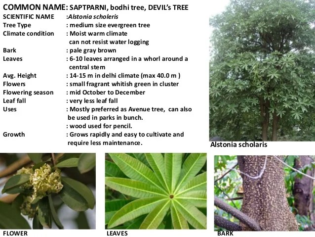 Trees