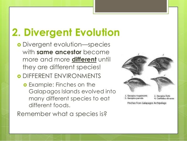Types of evolution notes
