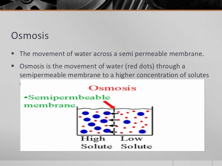 What are two types of transport through a membrane? Quora