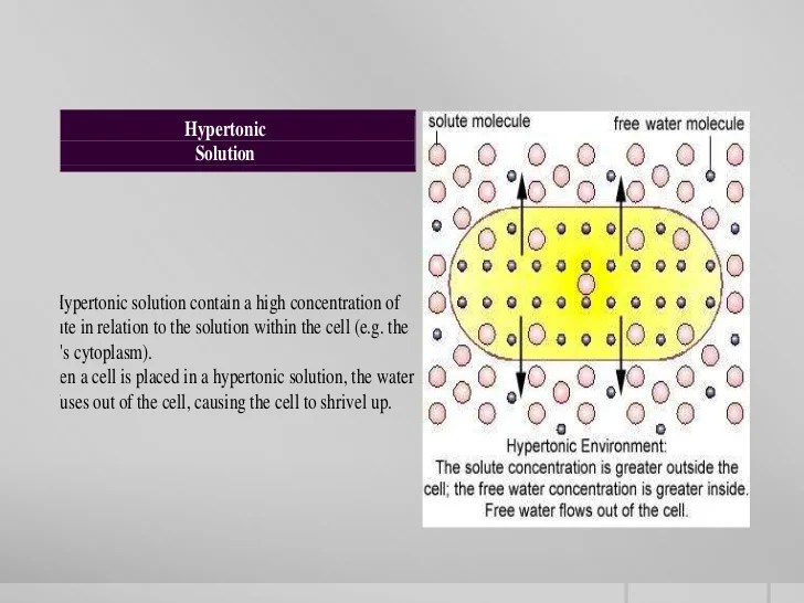 Types of movement across the cell membrane