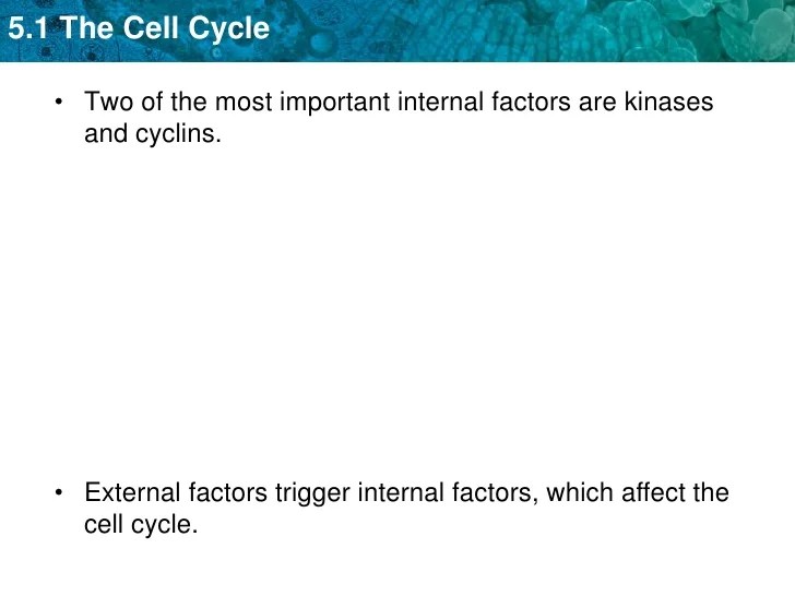Unit 5 The Cell Cycle And Mitosis
