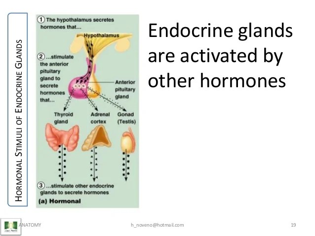 Unit 8 Endocrine System