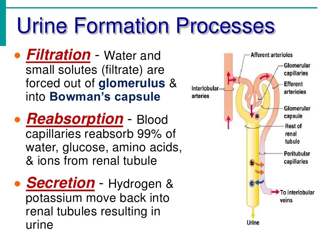 Urinary System Notes