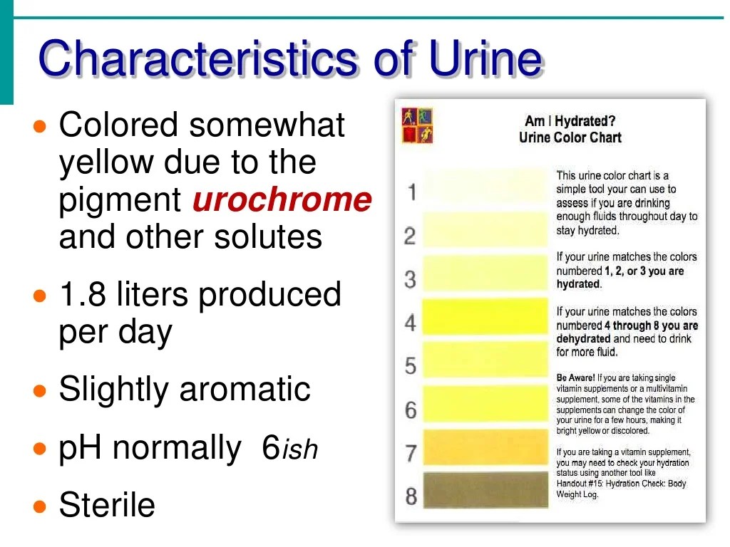 Urinary System Notes