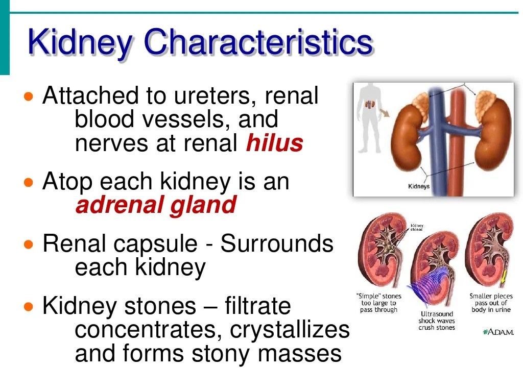 Urinary System Notes