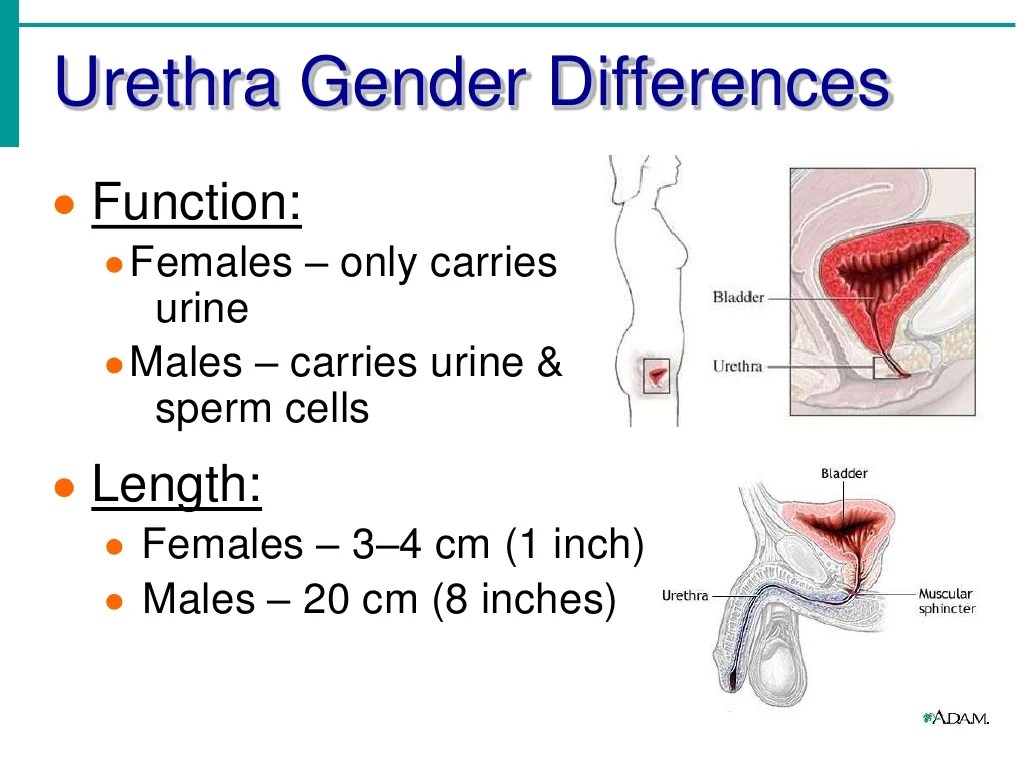 Urinary System Notes