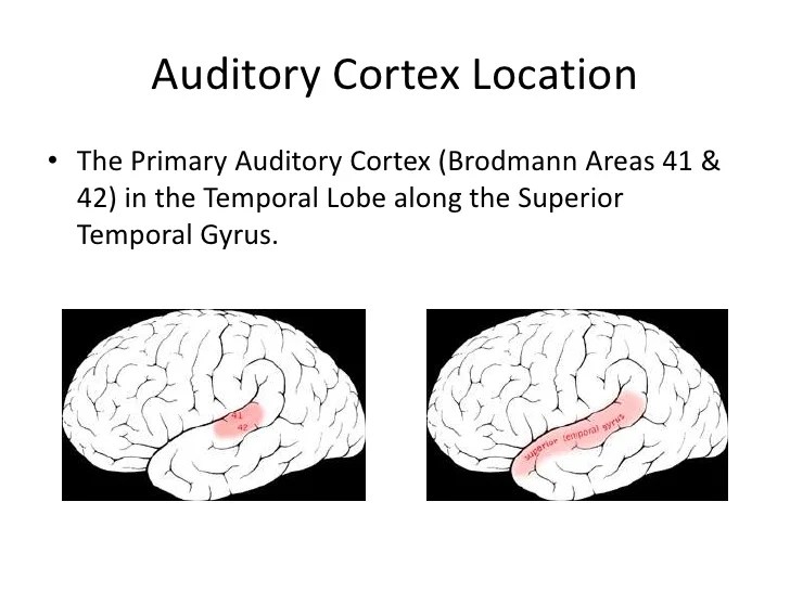 Visual and auditory cortex