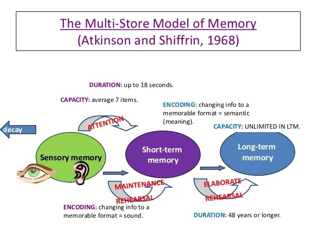 Working memory model, case study cw & evaluate msm