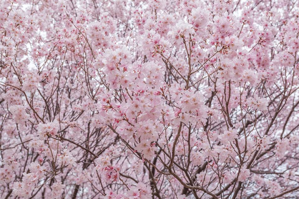 Sakura saleのブログ 楽天ブログ