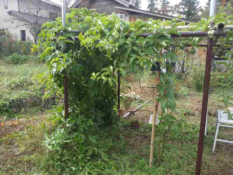 DIY・ブドウ棚の拡張。 週末は田舎で野良仕事。 楽天ブログ