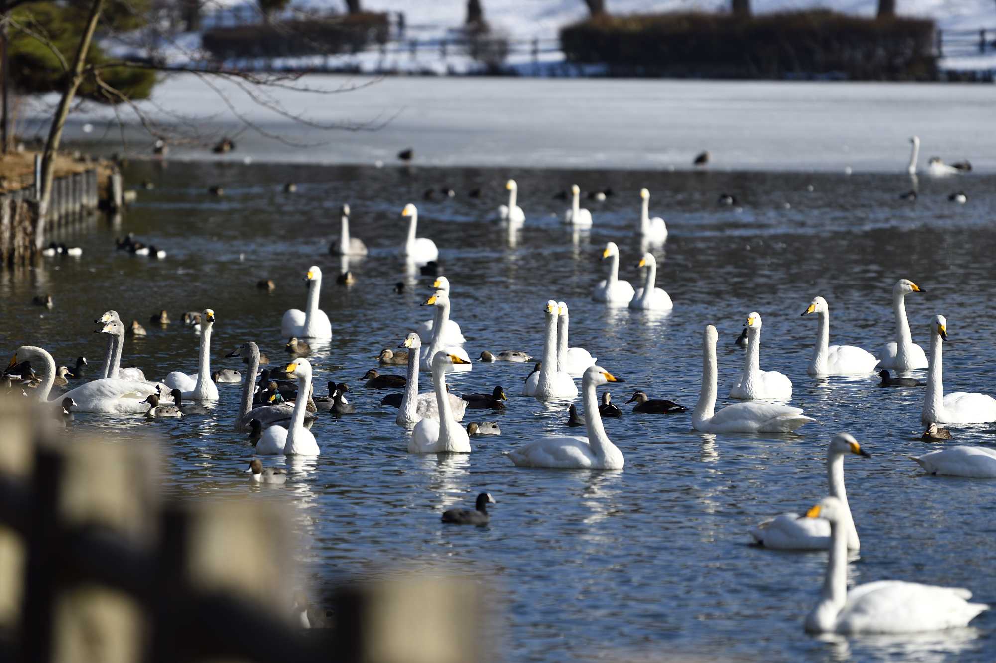 高松の池は白鳥の憩いの場です。 ふう。出来るだけ書くぞ。 楽天ブログ
