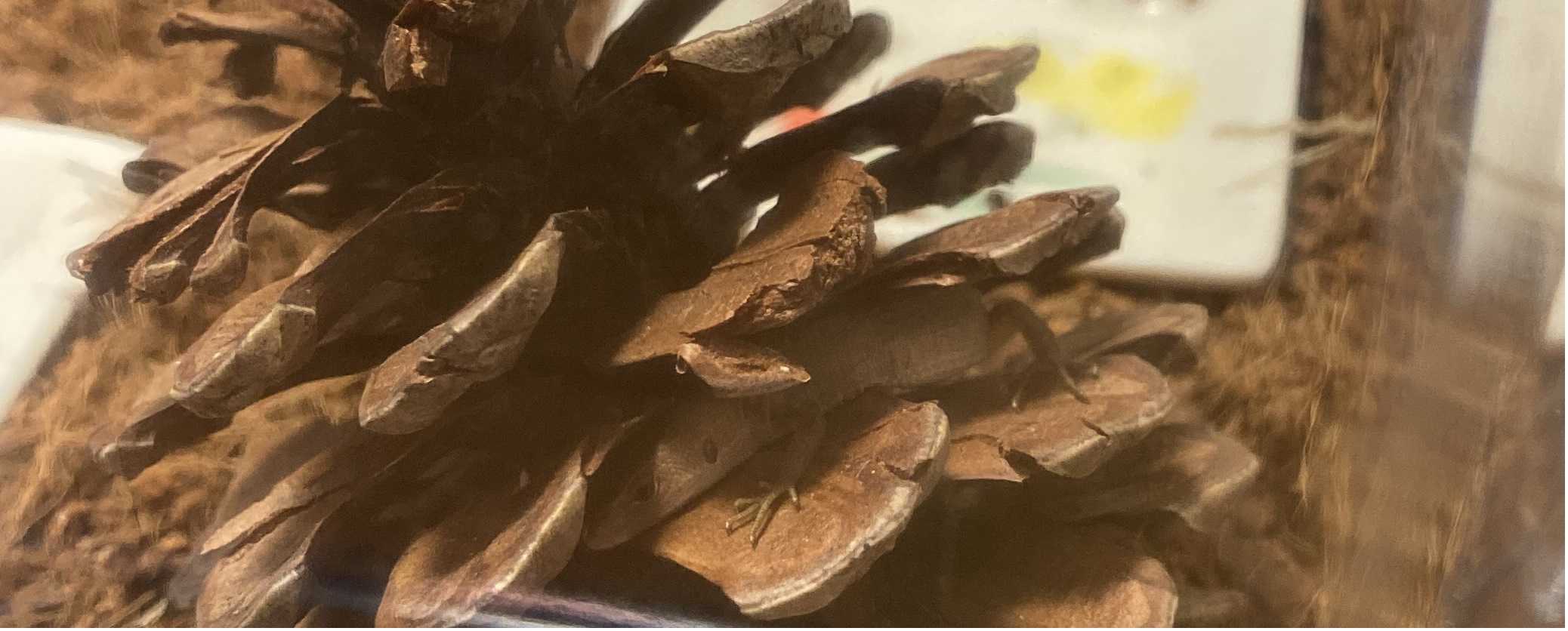 カナヘビ飼育 釣りと投資と時々盆栽 楽天ブログ