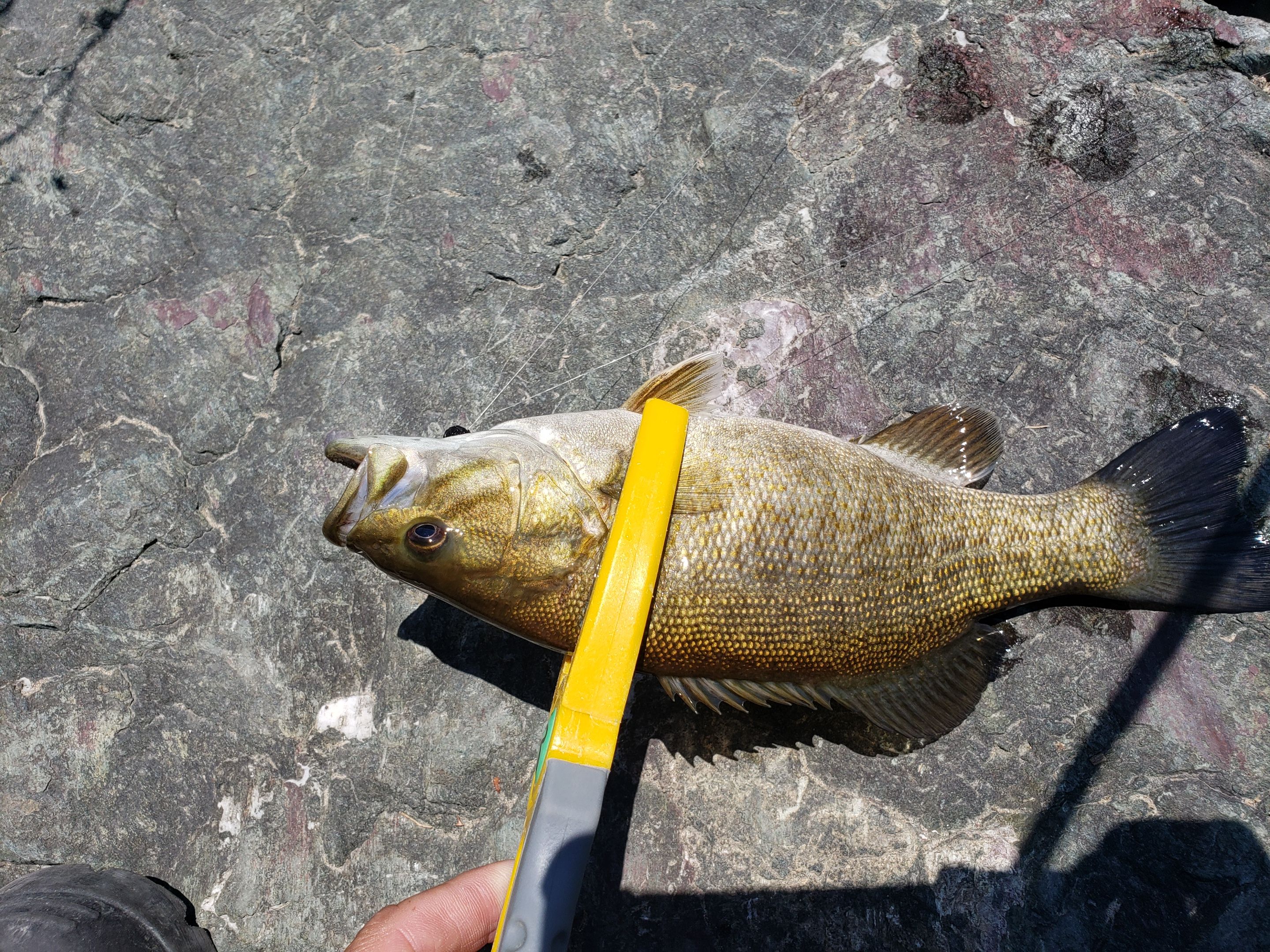 【人気ダウンロード！】 越辺川 バス釣り ポイント 272814越辺川 バス釣り ポイント Blogjpmbaheyifk