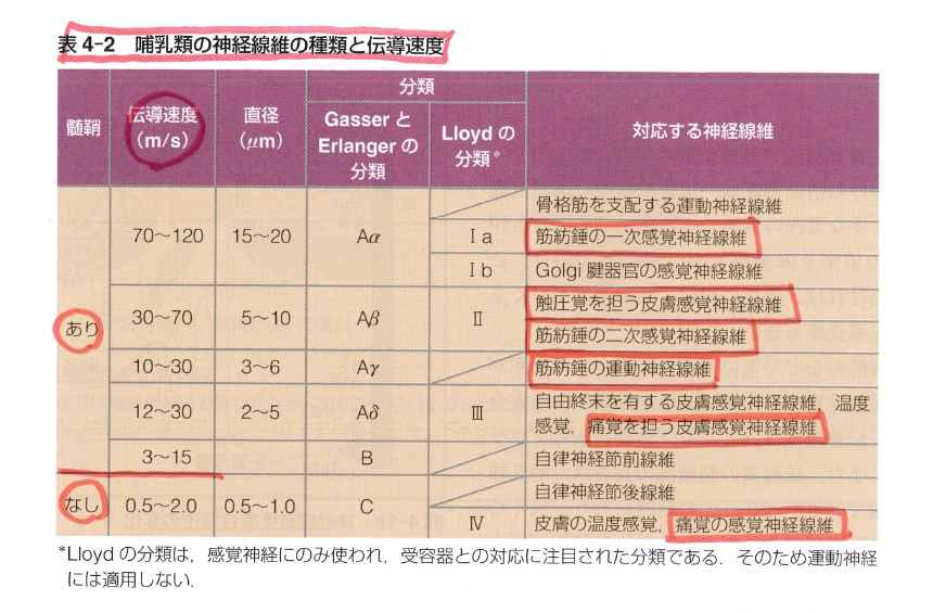 48p62 末梢神経について正しいのはどれか。 理学療法士 国家試験対策のお部屋 楽天ブログ
