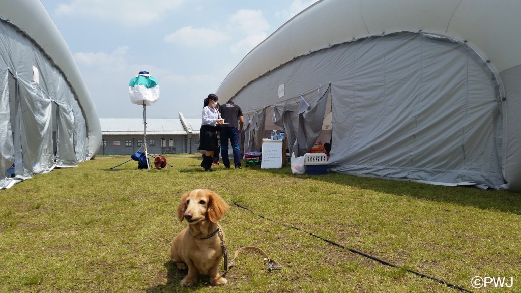 【熊本地震】ペット連れの方、専用避難所支援｡｡｡ Inkyoのたわごと 楽天ブログ
