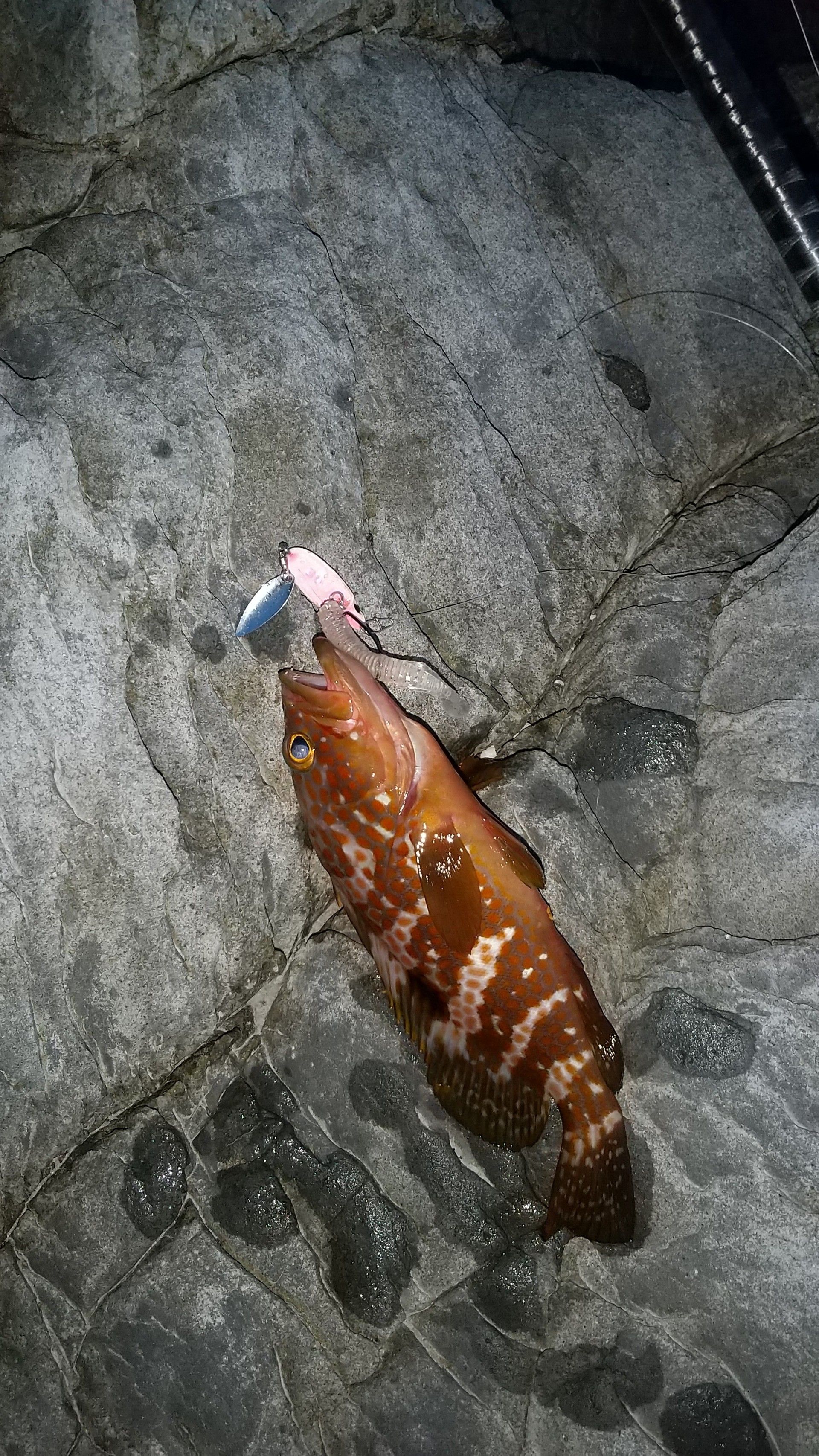萩沖磯釣行 大島2 サメジの釣り暮らしⅡ 楽天ブログ