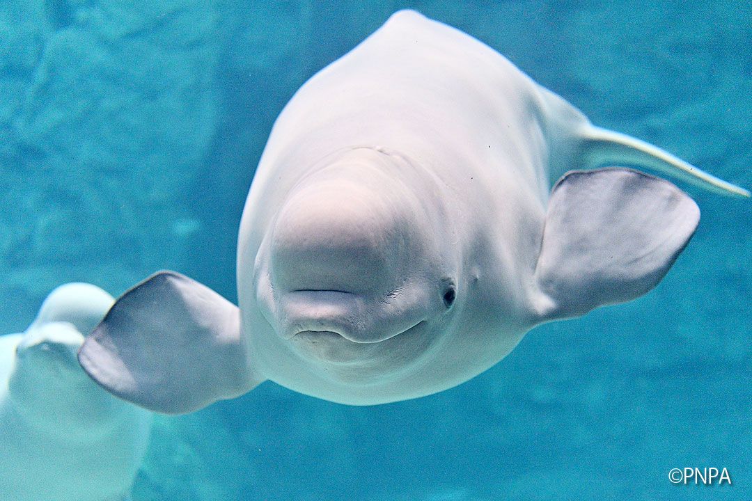 名古屋港水族館、ベルーガ… Inkyoのたわごと 楽天ブログ