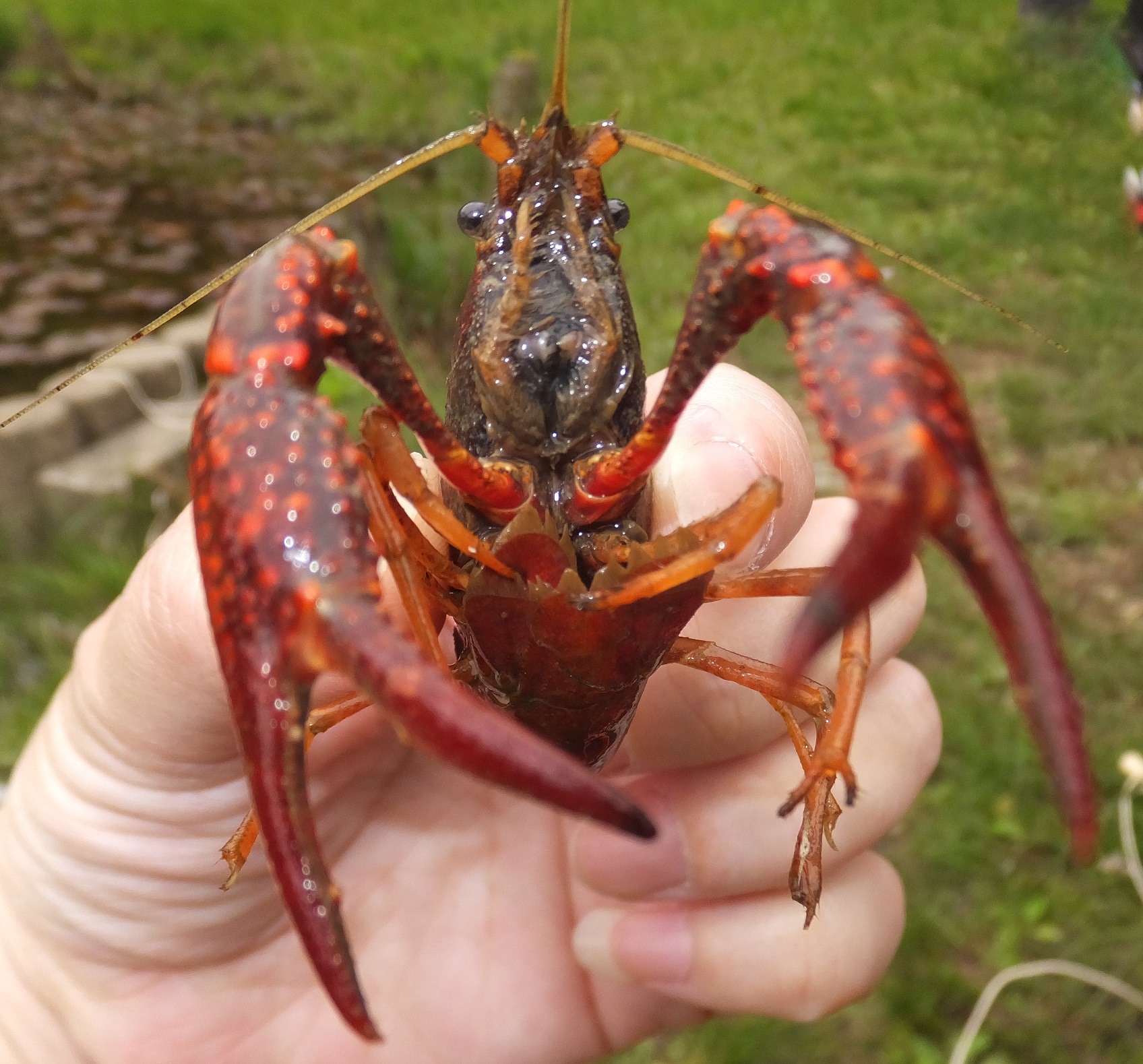 ザリガニ釣ろうよ！ 愛知で子育て♪ ときどき脱線 楽天ブログ