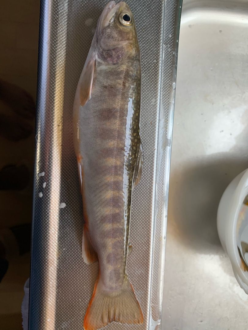 愛媛県 西条市 加茂川 アマゴ釣り ポイント 愛媛渓流釣り野朗 楽天ブログ