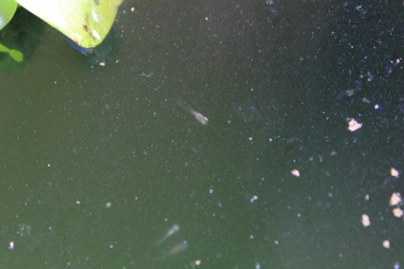 孵化したメダカの稚魚泳ぎ出した ひこじいさんのブログ 楽天ブログ
