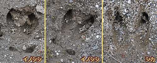 足跡図鑑（イノシシ） 足跡図鑑 イノシシとシカ | 二代目館長日記 - 楽天ブログ