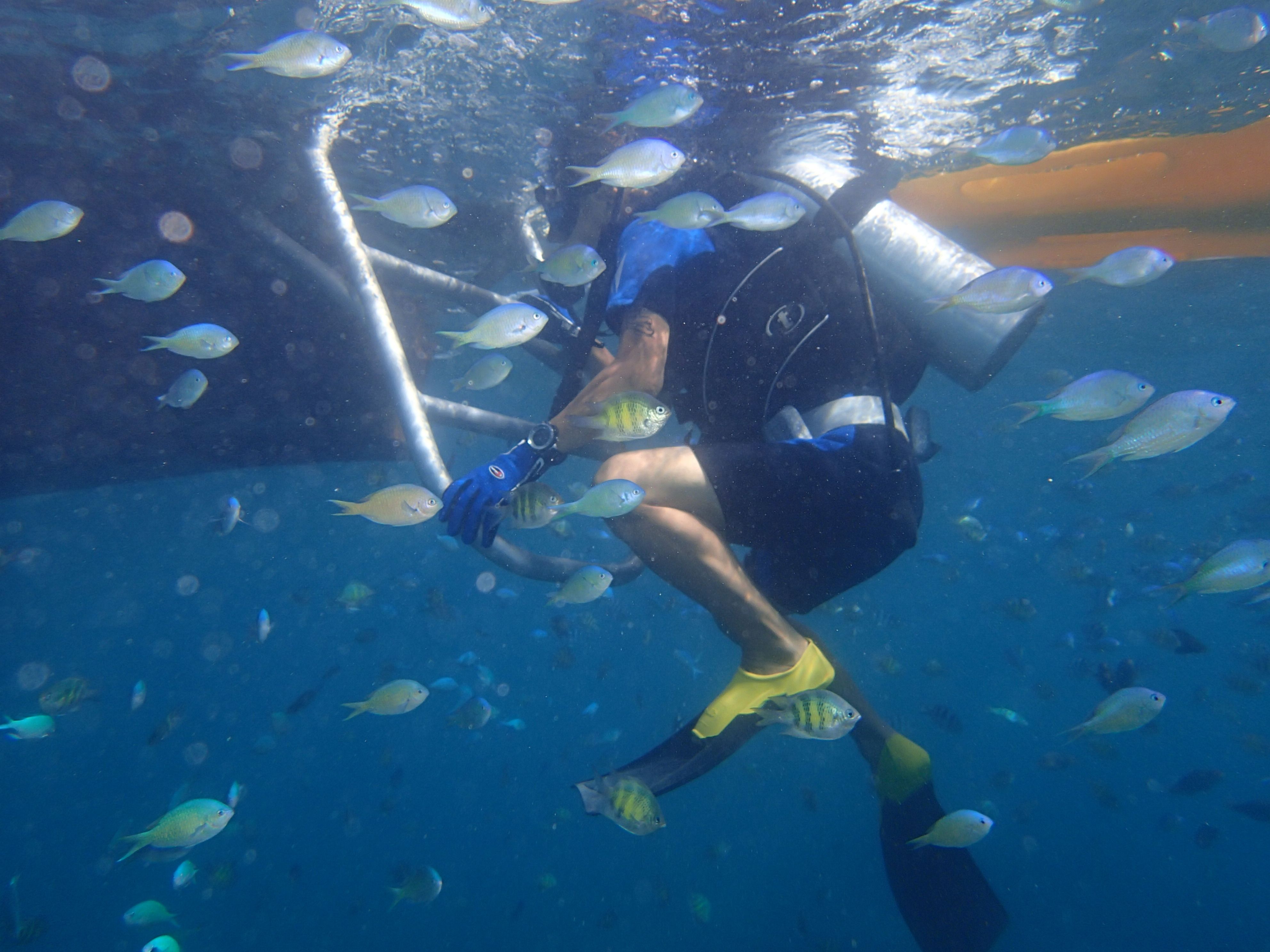 私設お魚図鑑 (更新日=2019年05月17日) イミドスのブログ 楽天ブログ