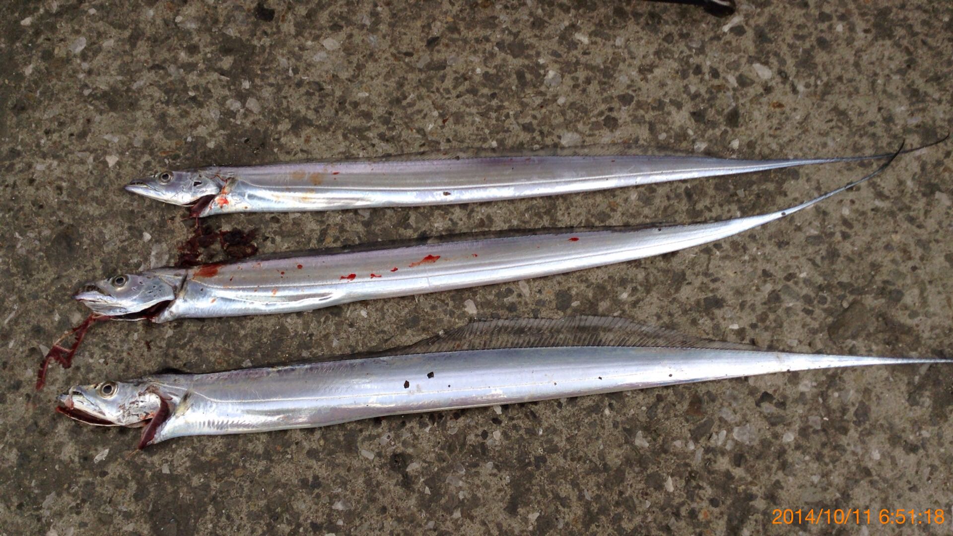 タチウオワインド 泉大津、砂揚げ場 バイクとクルマ、時々釣り 楽天ブログ