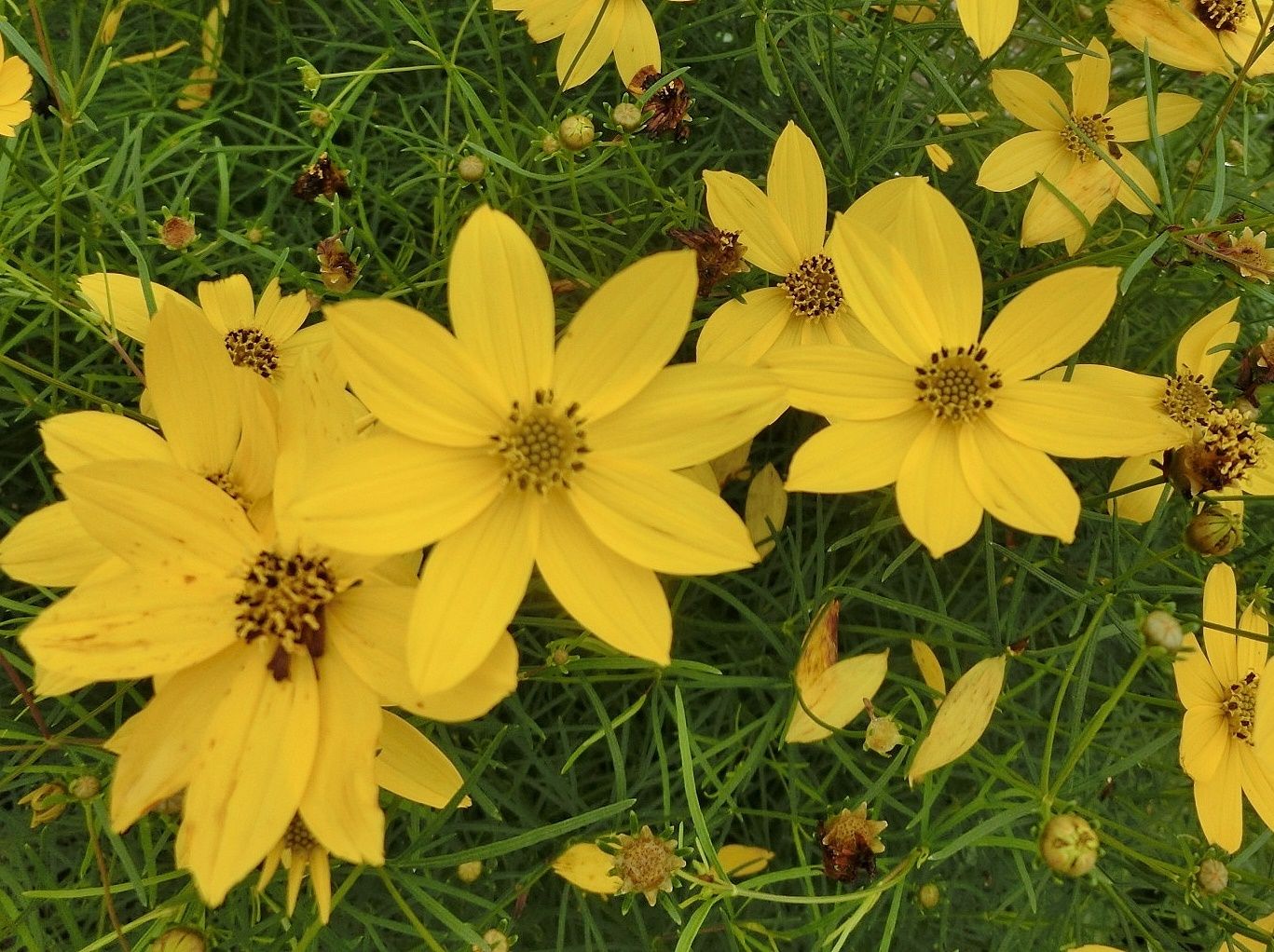イトバハルシャギク Coreopsis Verticillata キク科 Asteraceae ハルシャギク属 三河の植物観察 京都府立植物園で見た イトバハルシャギク 他 | 「だい」のひとりごと - 楽天ブログ
