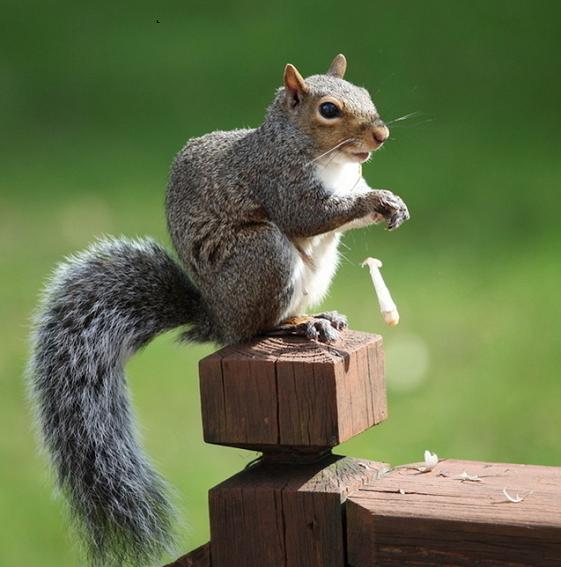 Song Shu TCM Herbs TCM Wiki