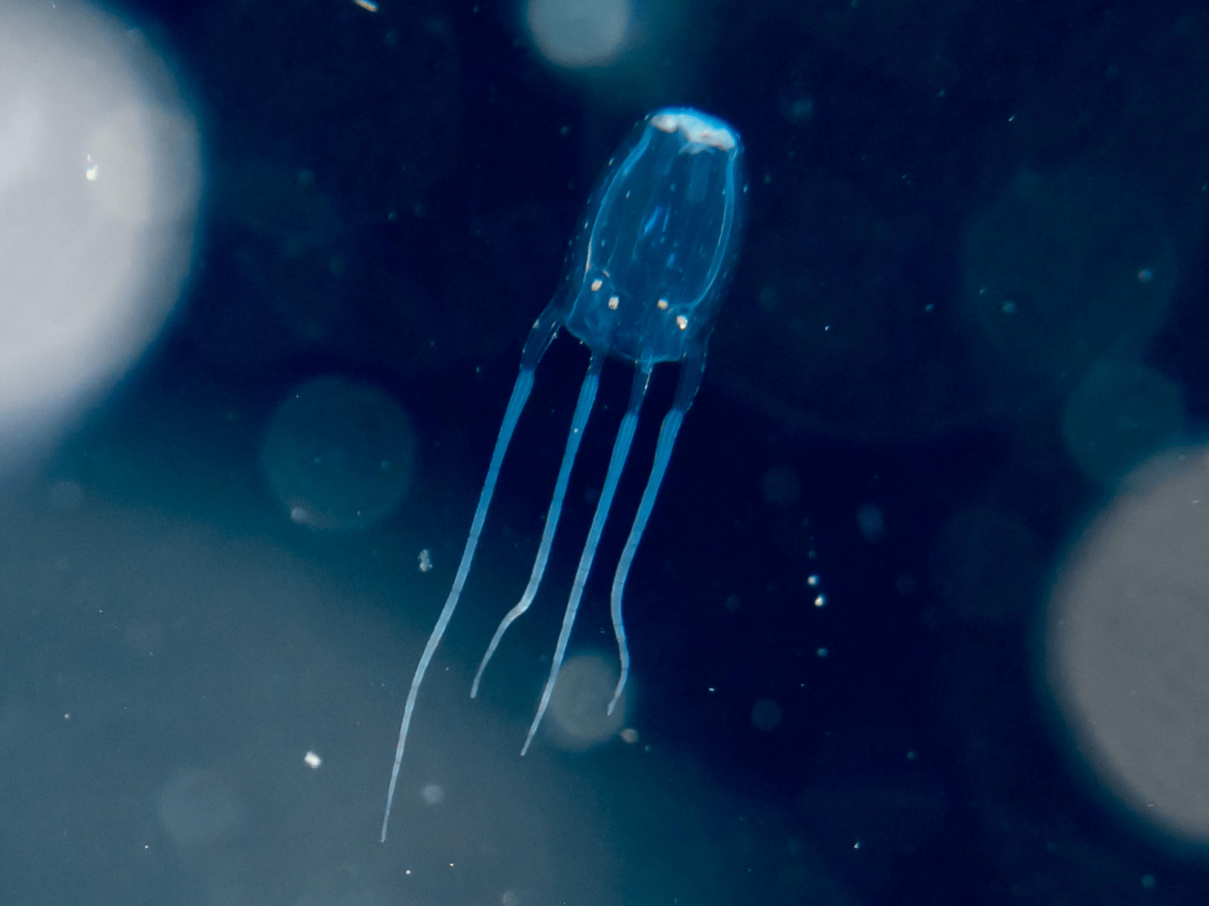 The world's most venomous jellyfish The Explorers