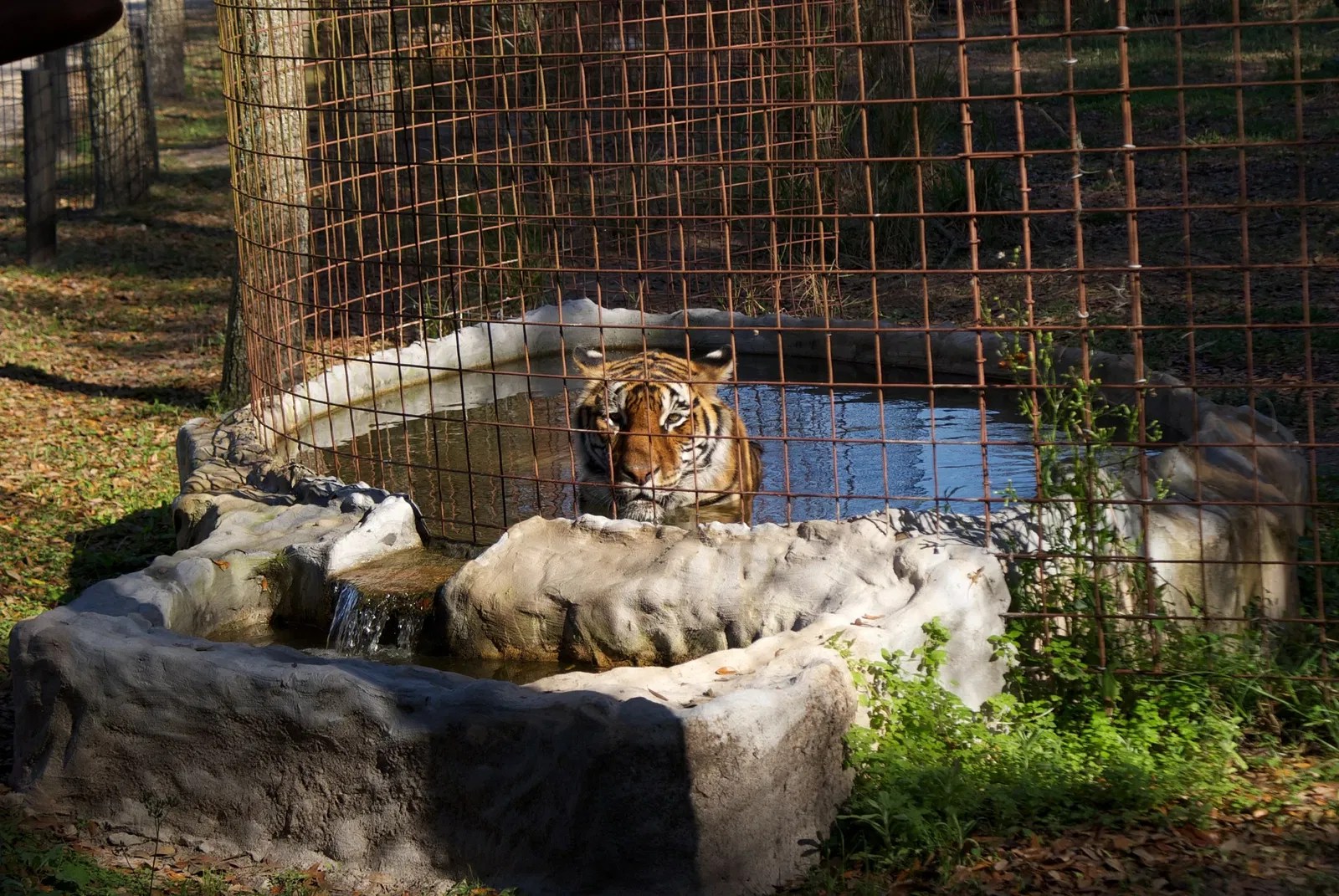 Big Cat Rescue (Citrus Park) Visitor Information & Reviews