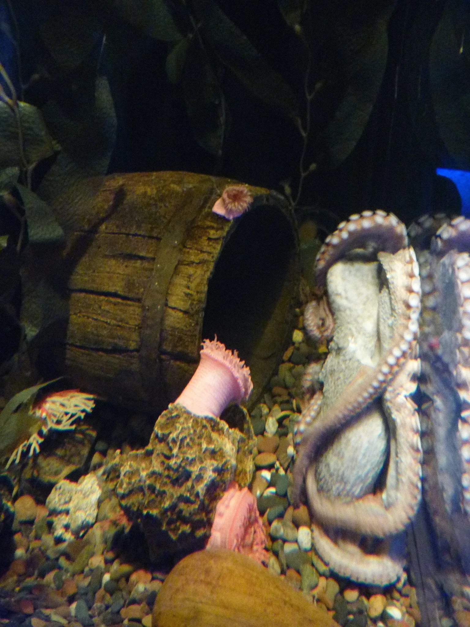 Tickets, Prices & Discounts Ripley's Aquarium of Myrtle Beach (Myrtle